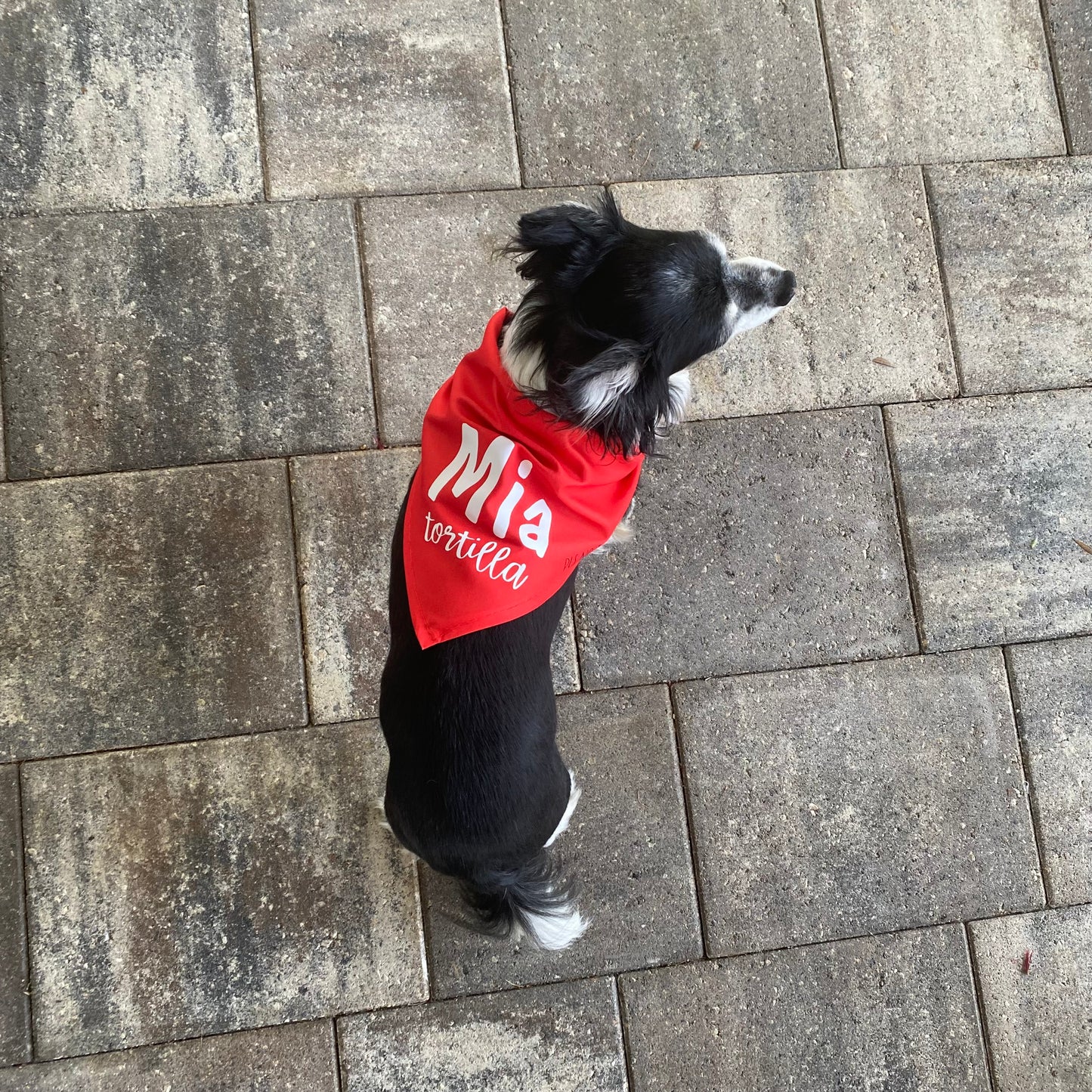 Custom Dog Bandana S-M