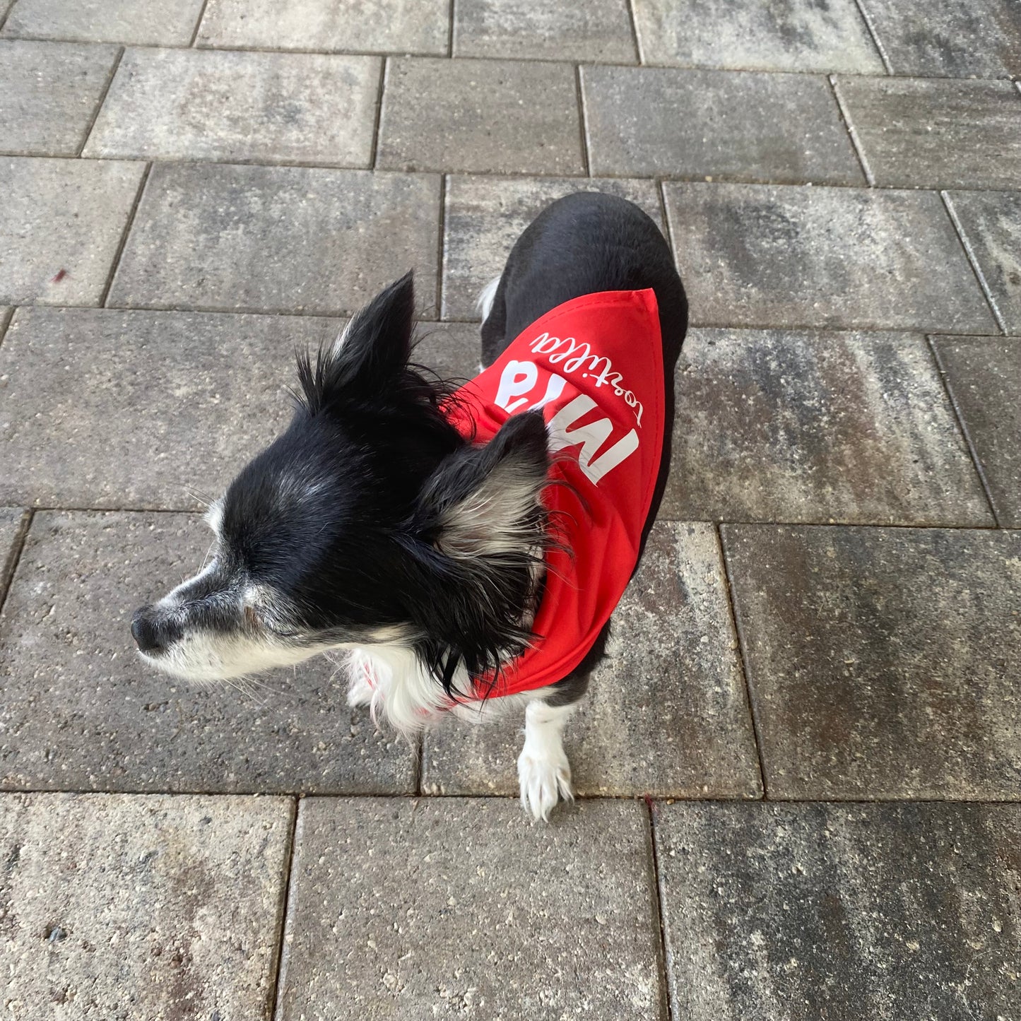 Custom Dog Bandana S-M